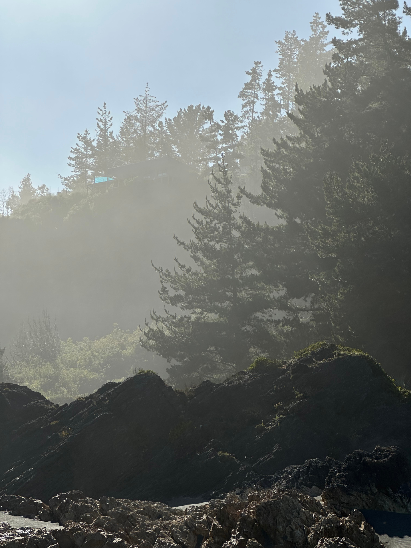 Bosque en niebla
